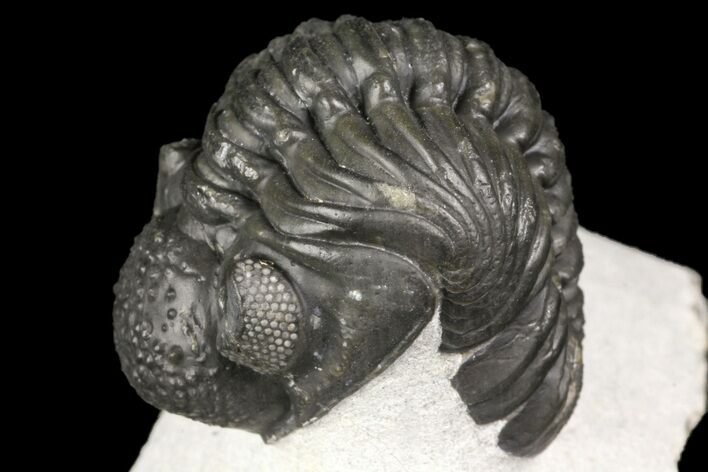 Adrisiops Weugi Trilobite - Recently Described Phacopid #165931